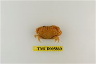 藏品(肉球皺蟹)的圖片